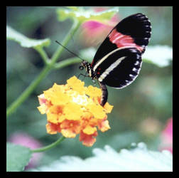 Butterfly 5