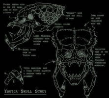 Yautja - Predator Skull Study