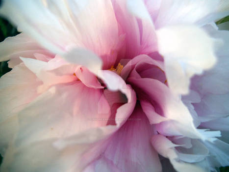 Peony Rose