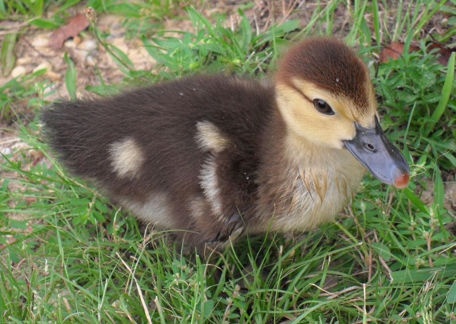 Duckling