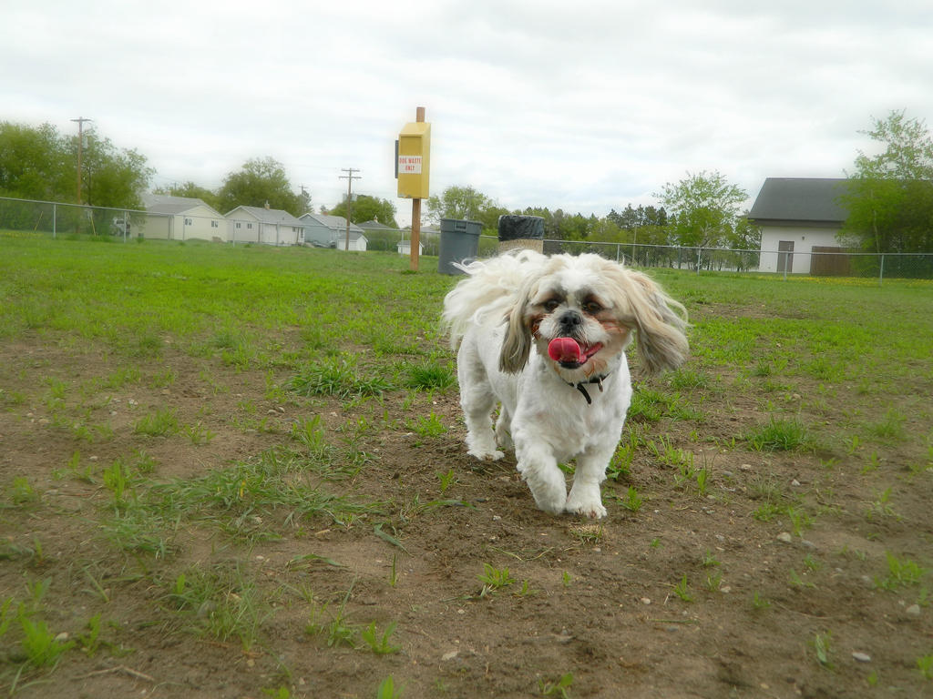 Such a happy dog