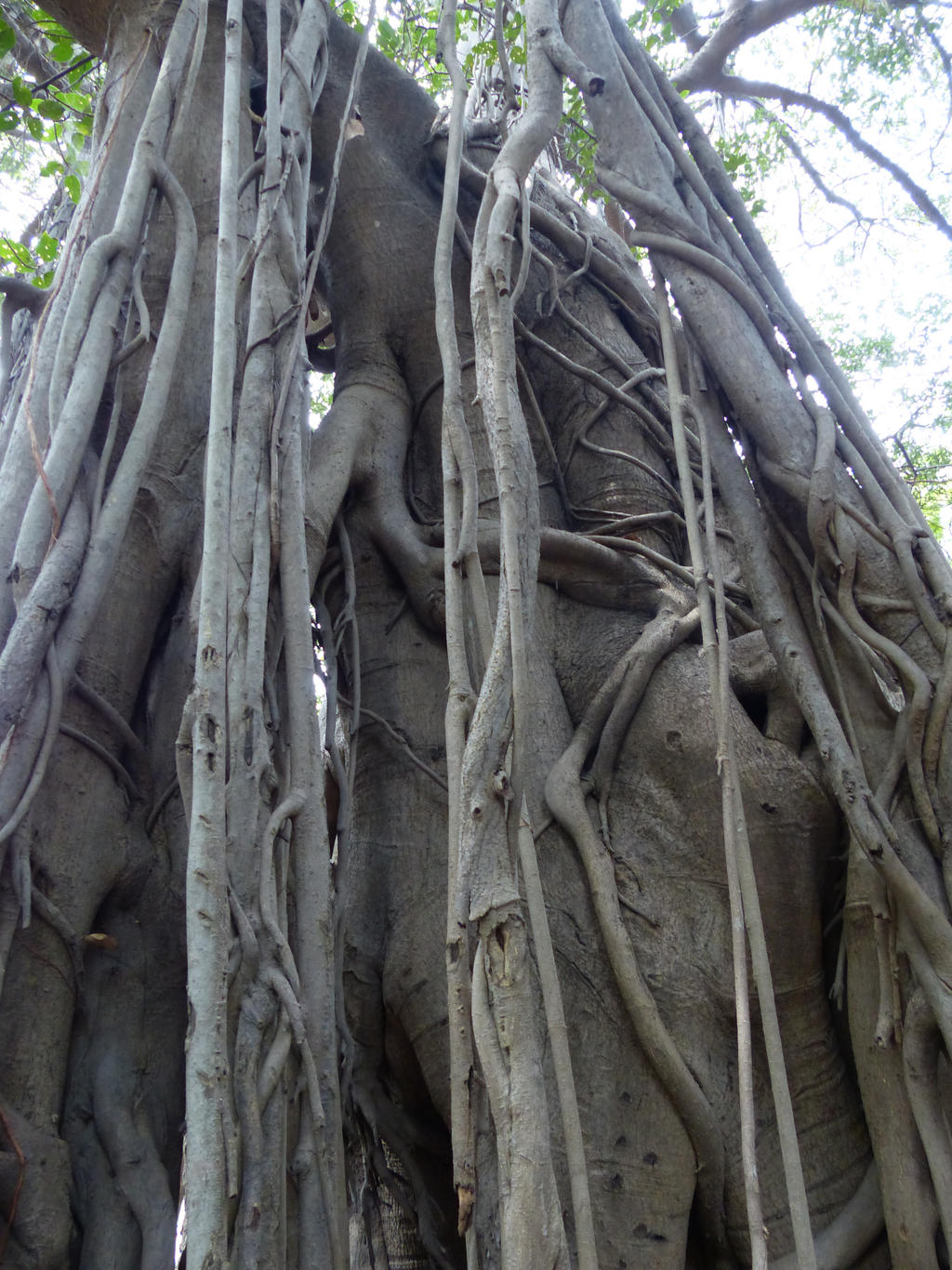 Wonder Tree 3 by lafarzdunczyk on DeviantArt