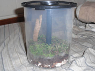 CD case terrarium by balloonfighter