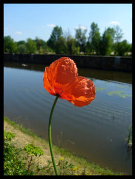 Coquelicot