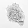 Rose (Pointillism)