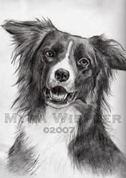 A3 part one - Border Collie