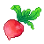 Radish