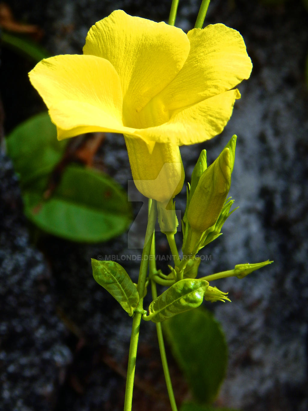 Blooming Beauty