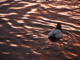 Gliding on Ripples