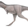 Gorgosaurus libratus (TMP 91.36.500)
