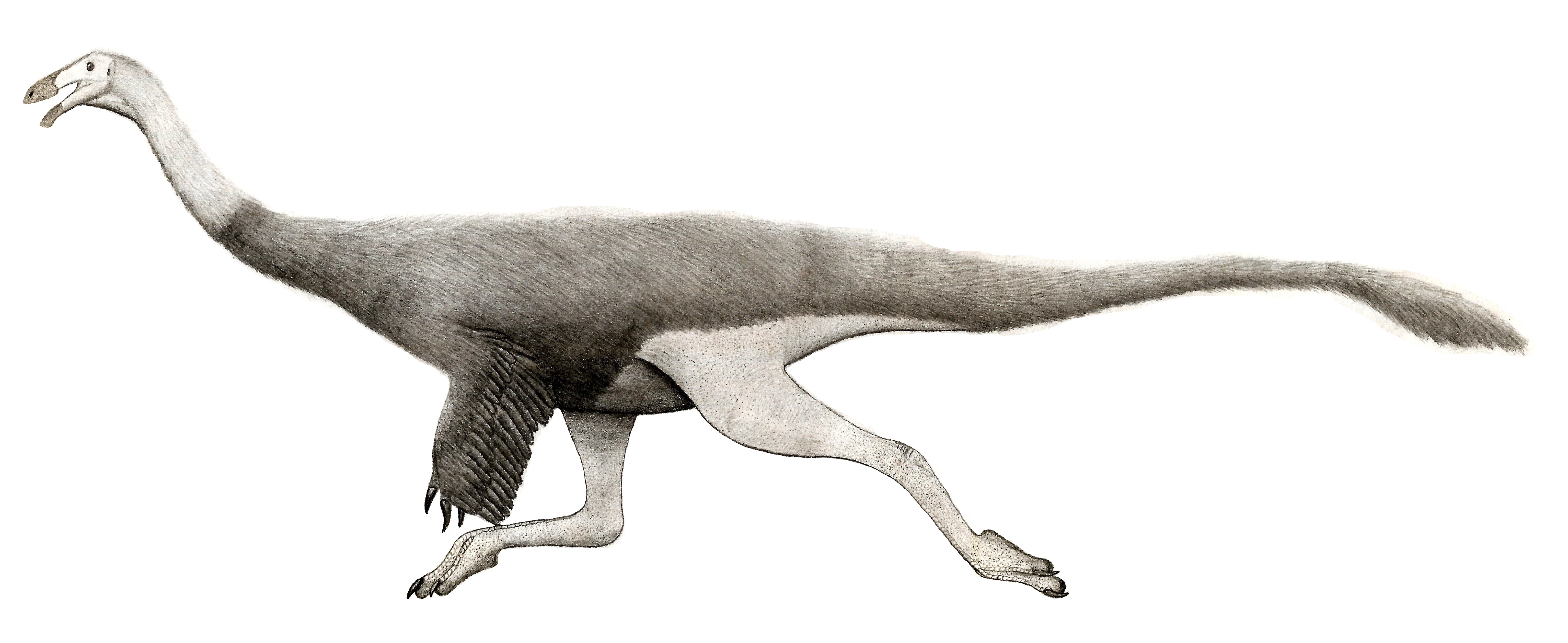 Saltillomimus rapidus (Updapted)