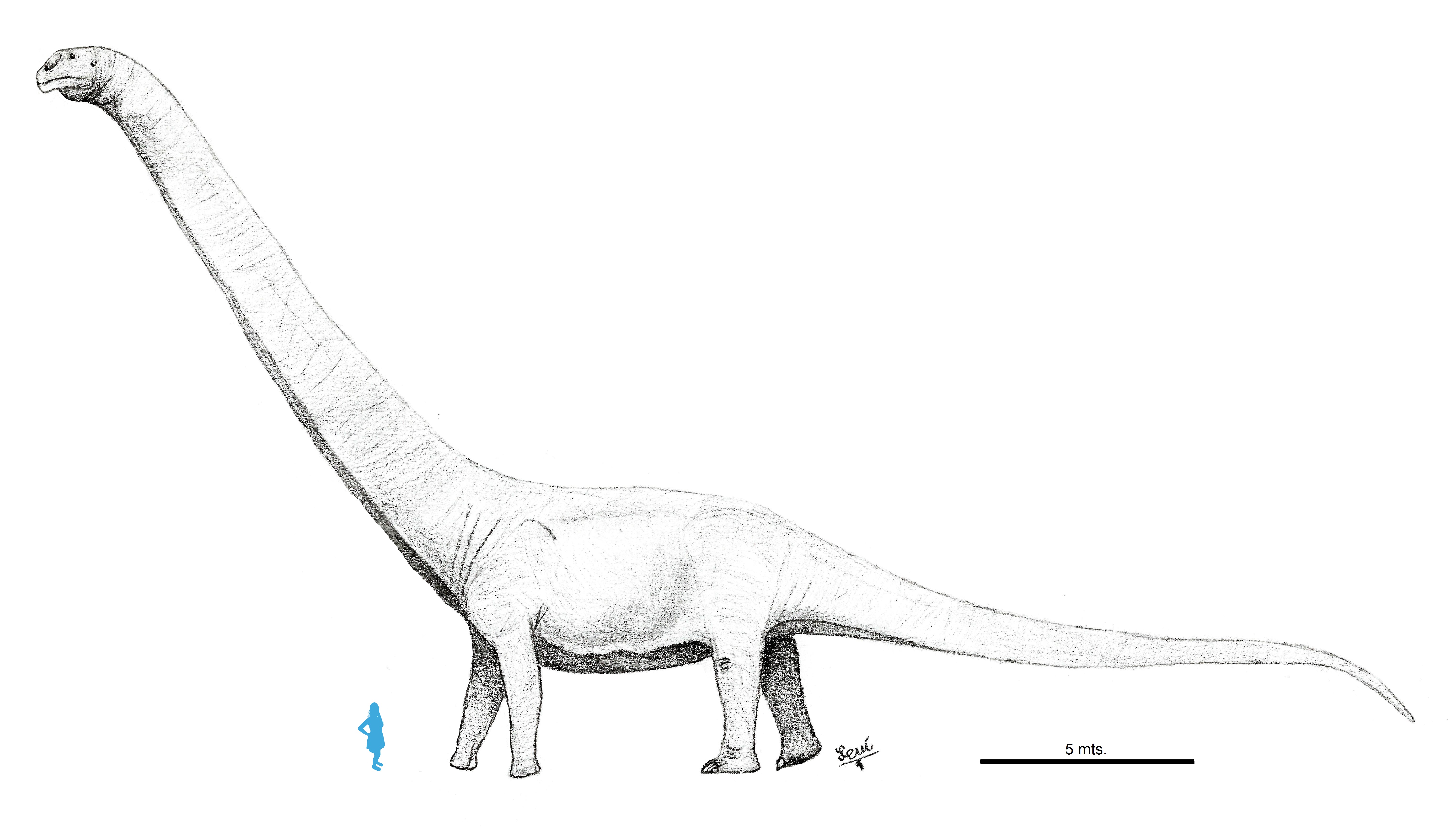 One of three Titanes: Patagotitan mayorum