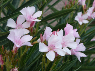 Storm Flowers