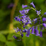 Bluebells