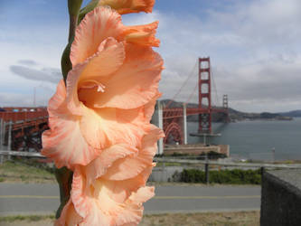 Golden Gladiolus Bridge