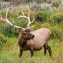 Bull Elk