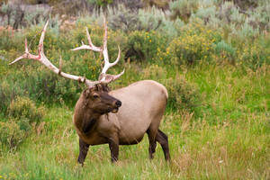 Bull Elk