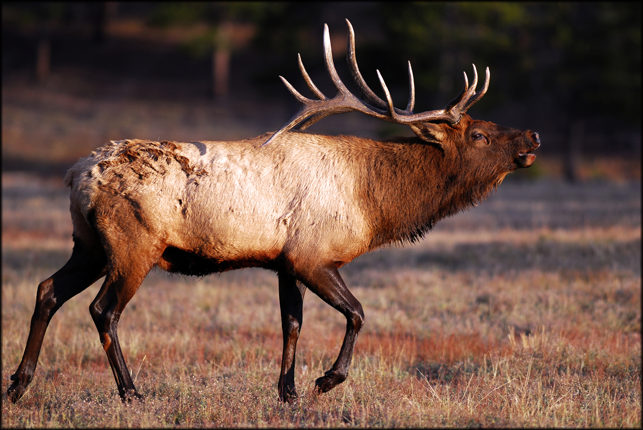 Bugling Elk