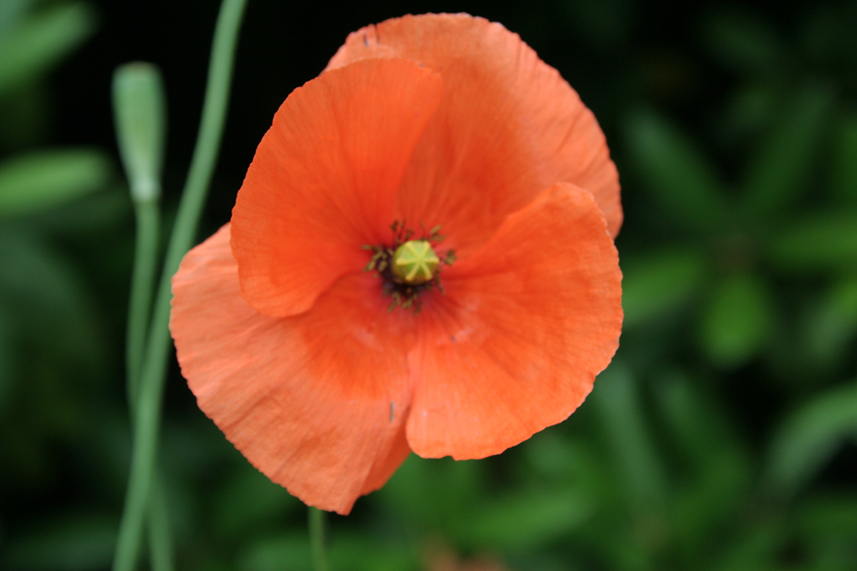 poppies