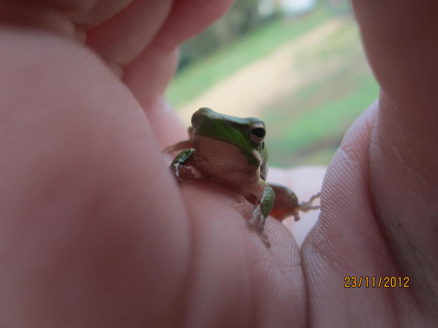 little froggy