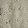 SMD Free Texture 14: Bird Tracks in Sand