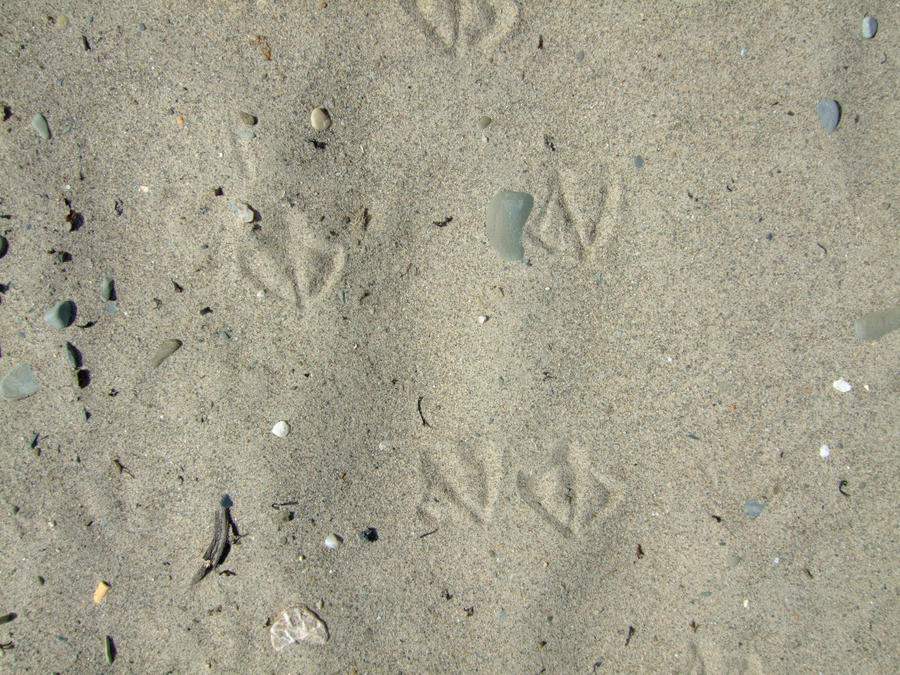 SMD Free Texture 14: Bird Tracks in Sand