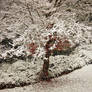 Tree in the snow