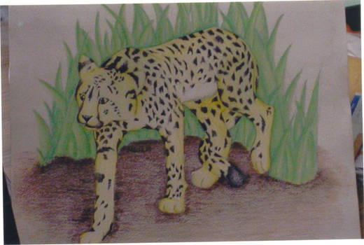 ii Cheetah