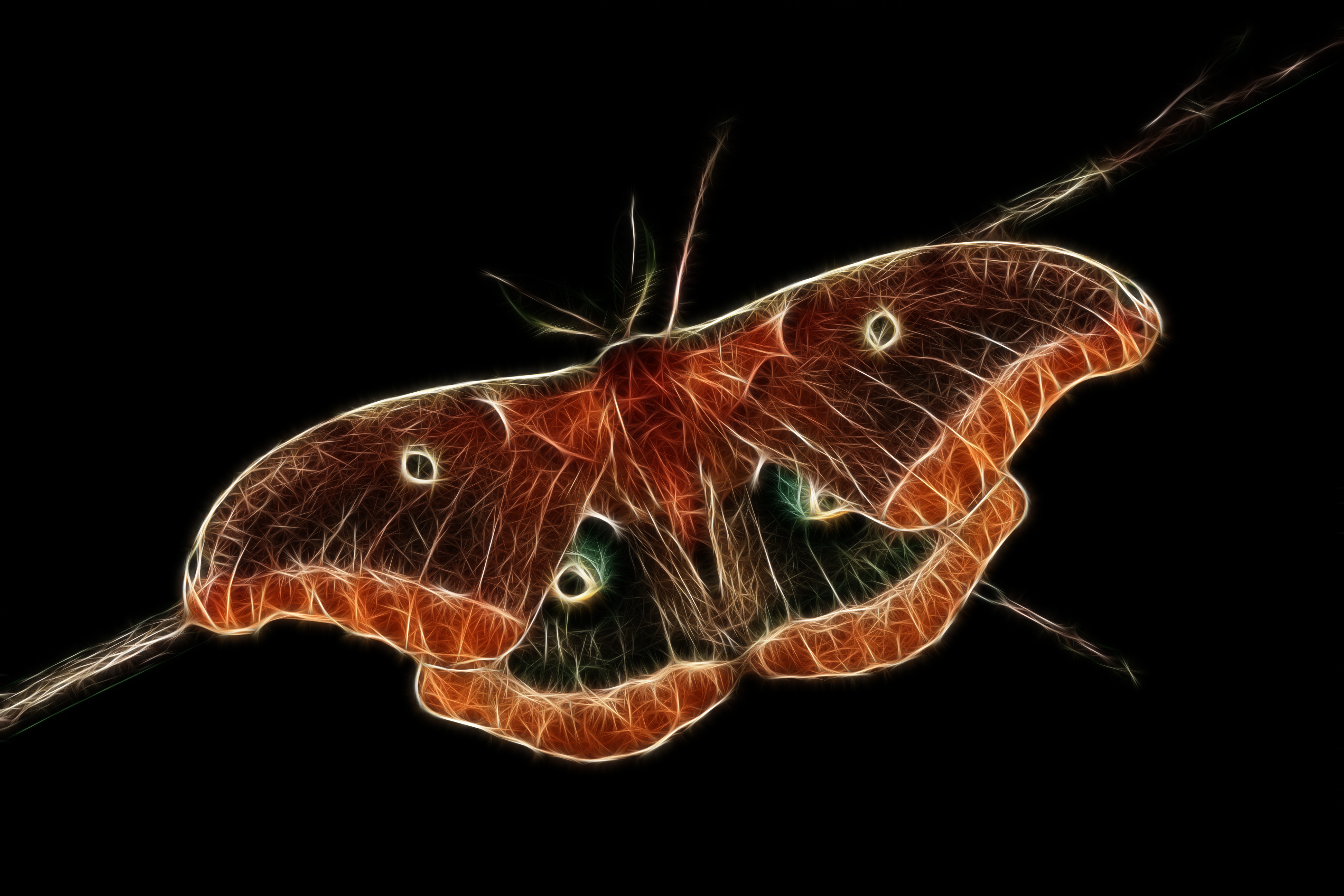 Moth Fx