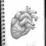 Realistic Heart