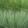 Grasses Texture I