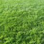 Grass Texture II