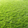 Grass Texture III