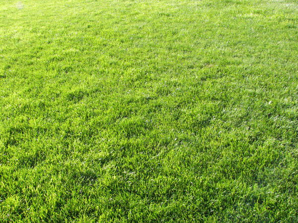 Grass Texture III
