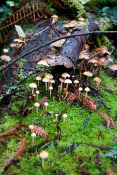 Reswood Forest Fungi II