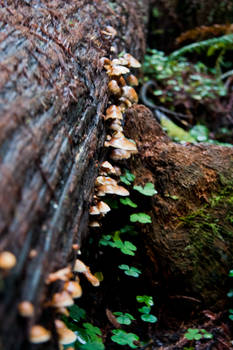 Forest Fungi