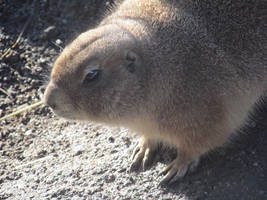 Prairie Dog 2