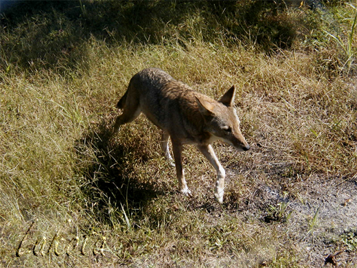 Red Wolf Again