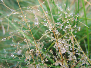 Raindrops 3