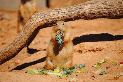 Groundhog Eating