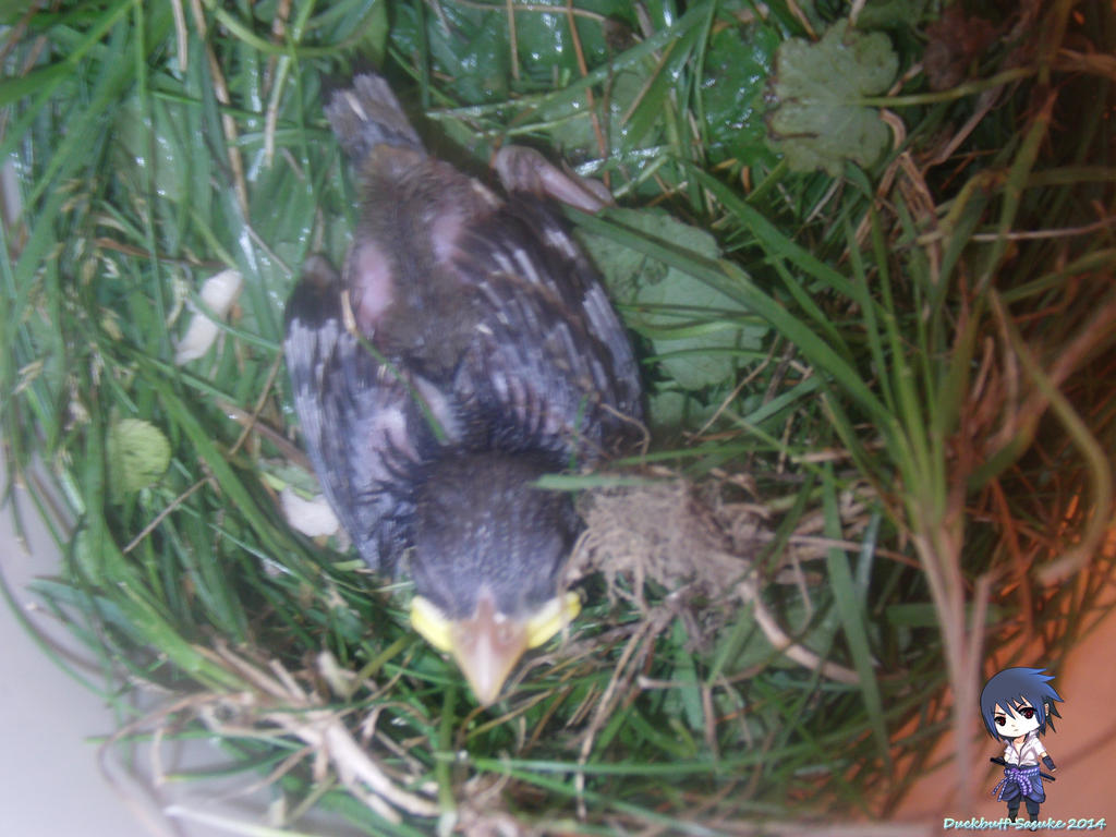 Baby Blue Jay #2