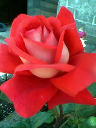 Red rose