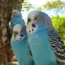 Parakeets love