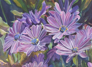 African Daisies