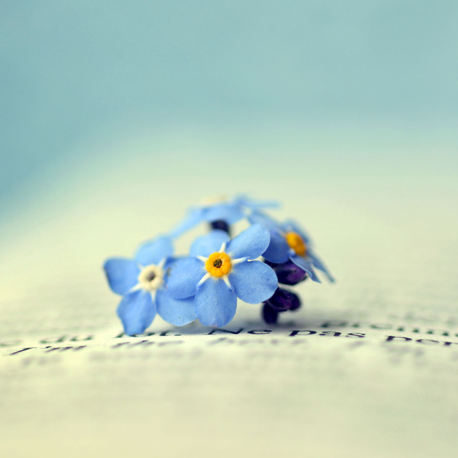 Forget Me Not By Retaediamrem On Deviantart Forget Me Not By Retaediamrem On Deviantart