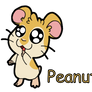 Peanut the Ham-Ham