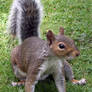 squirrel1