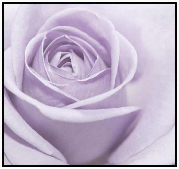 lilac rose