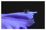 purple droplet by mzkate