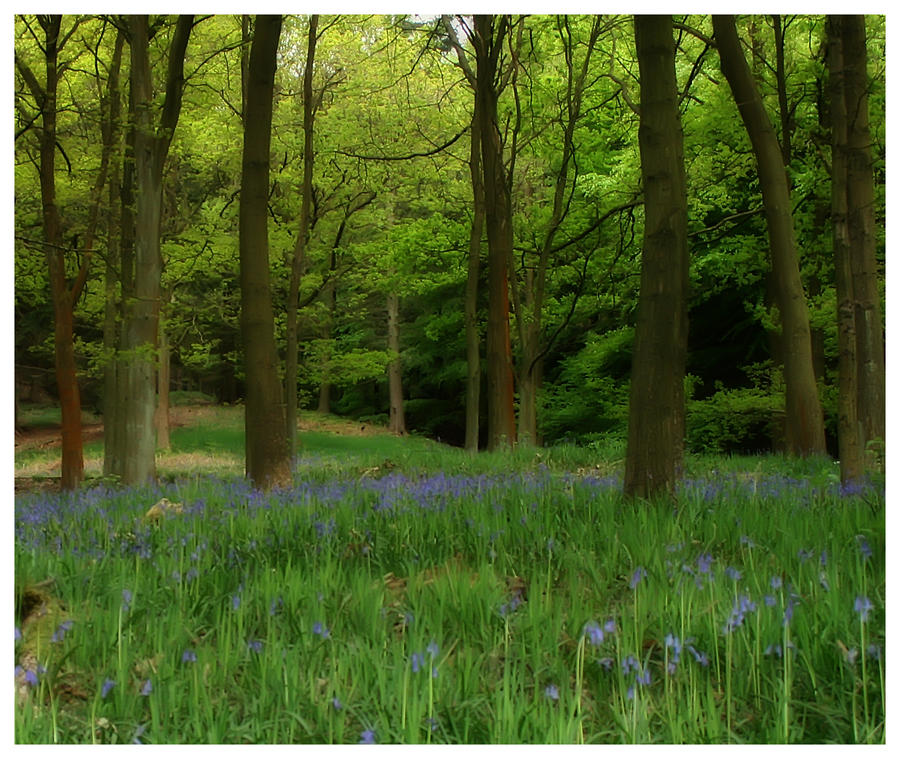 bluebell woods 2